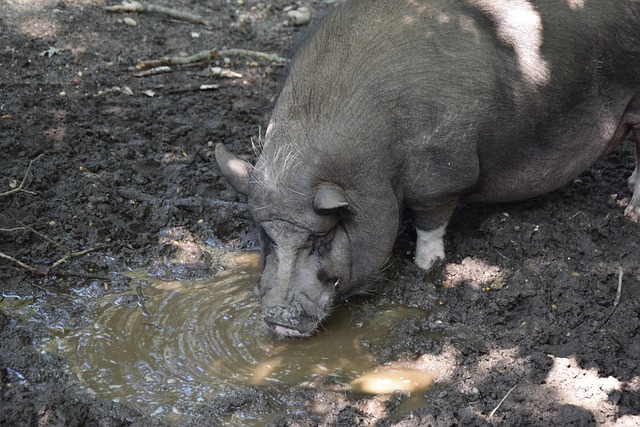 斐讯的传奇 斐讯的传奇